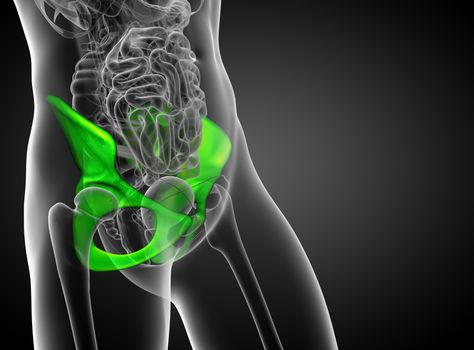 3d render medical illustration of the pelvis bone - side view