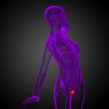 3d render medical illustration of the bladder - side view