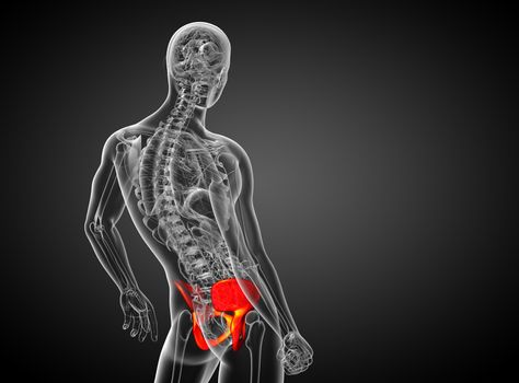3d render medical illustration of the pelvis bone - side view