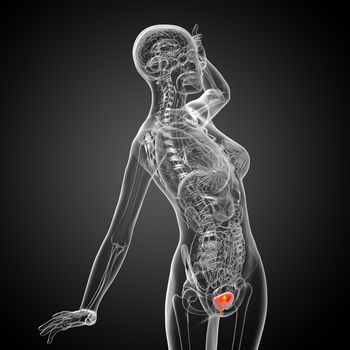 3d render medical illustration of the bladder - side view