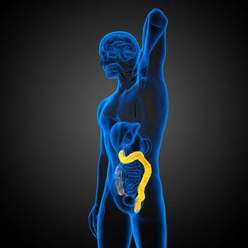 3d render medical illustration of the human larg intestine - side view