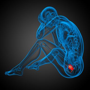 3d render medical illustration of the bladder - side view