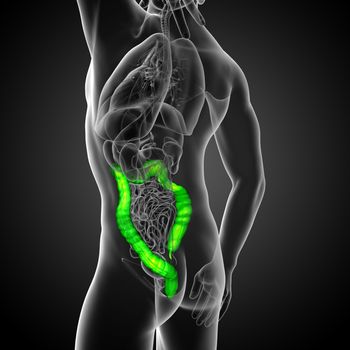 3d render medical illustration of the human larg intestine - side view