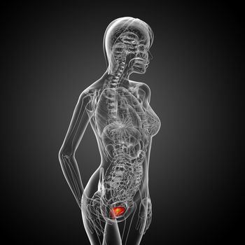 3d render medical illustration of the bladder - side view