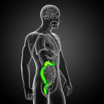 3d render medical illustration of the human larg intestine - side view