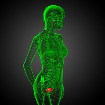 3d render medical illustration of the bladder - side view