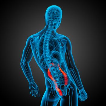 3d render medical illustration of the human larg intestine - side view