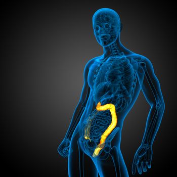 3d render medical illustration of the human larg intestine - side view