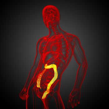 3d render medical illustration of the human larg intestine - side view