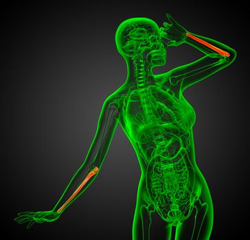 3d render medical illustration of the ulna bone - front view