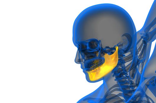 3d rendered illustration - jaw bone - side view