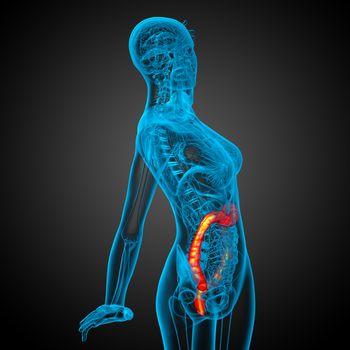 3d render medical illustration of the human larg intestine - side view