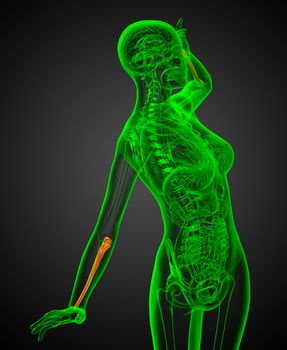 3d render medical illustration of the ulna bone - side view