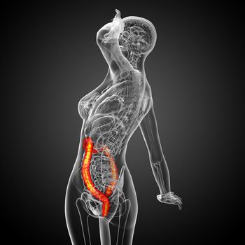3d render medical illustration of the human larg intestine - side view