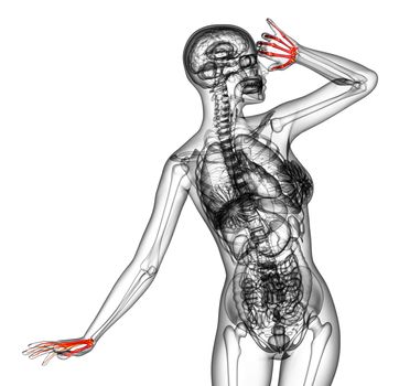 3d render medical illustration of the  hand bone - front view