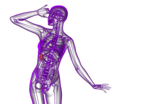 3d render medical illustration of the spleen - back view