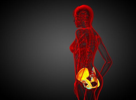 3d render medical illustration of the pelvis bone - side view