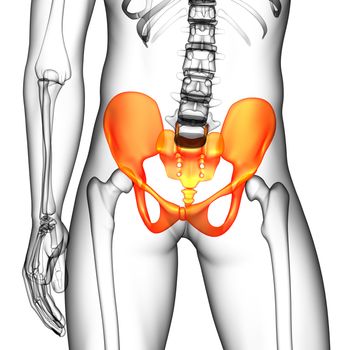 3D medical illustration of the pelvis bone - front view