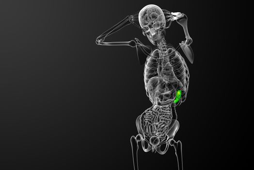 3d render medical illustration of the spleen - front view
