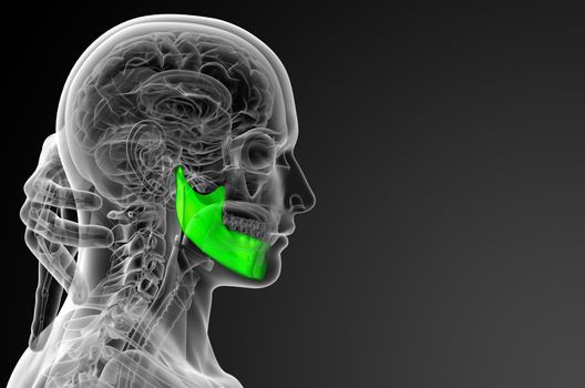 3d rendered illustration - jaw bone - side view