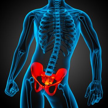 3D medical illustration of the pelvis bone - front view