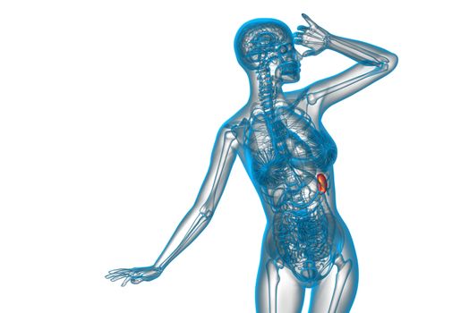 3d render medical illustration of the spleen - front view