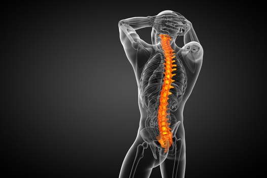 3d render medical illustration of the human spine - back view