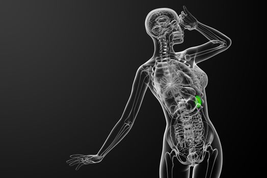3d render medical illustration of the spleen - front view