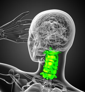 3d render medical illustration of the cervical spine - back view