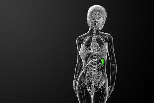 3d render medical illustration of the spleen - front view