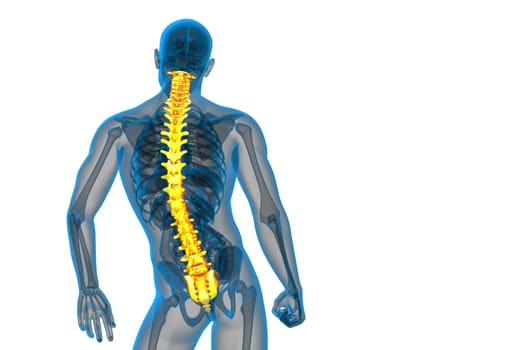 3d render medical illustration of the human spine - back view