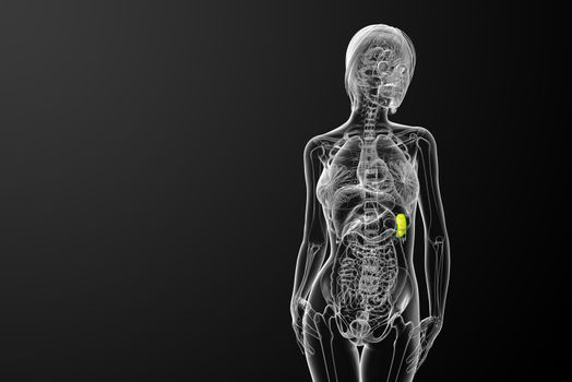 3d render medical illustration of the spleen - front view