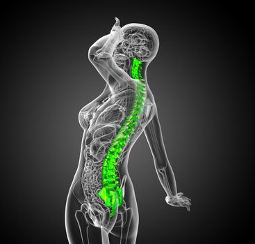 3d render medical illustration of the human spine - side view