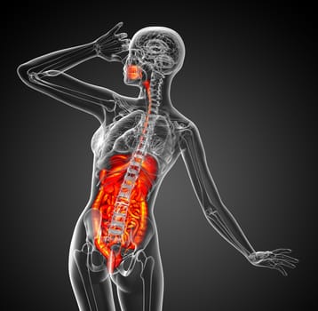 3d render medical illustration of the human digestive system - back view