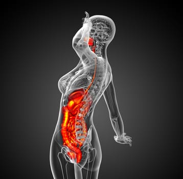 3d render medical illustration of the human digestive system - side view