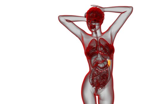 3d render medical illustration of the spleen - front view