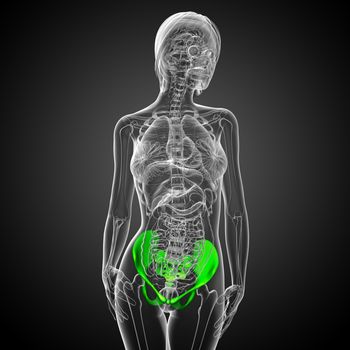 3D medical illustration of the pelvis bone - front view