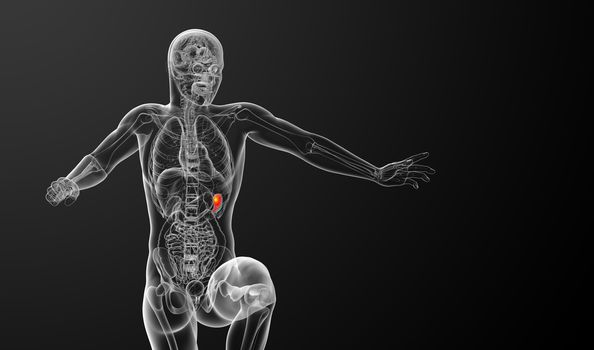 3d render medical illustration of the spleen - front view