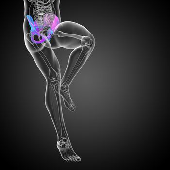 3D medical illustration of the pelvis bone - front view