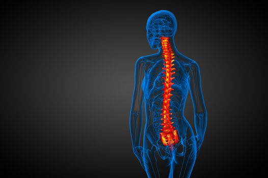 3d render medical illustration of the human spine - back view