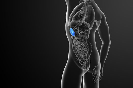 3d render medical illustration of the spleen - side view