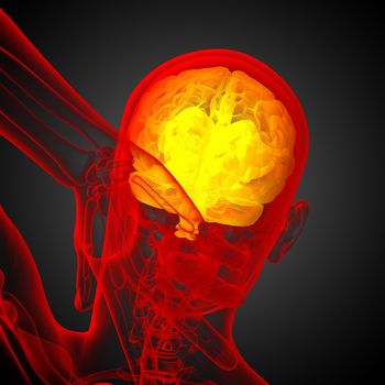 3D medical illustration of the brain  - back view