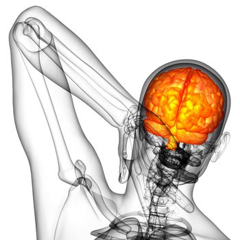 3D medical illustration of the brain  - back view