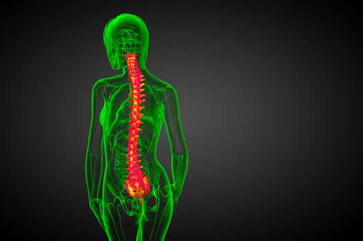 3d render medical illustration of the human spine - back view