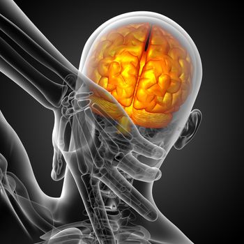 3D medical illustration of the brain  - back view