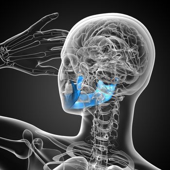 3D medical illustration of the jaw bone - back view