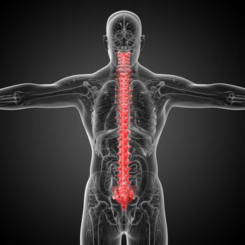 3d render medical illustration of the human spine - back view