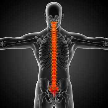 3d render medical illustration of the human spine - back view