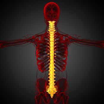 3d render medical illustration of the human spine - back view