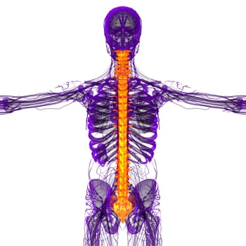 3d render medical illustration of the human spine - back view